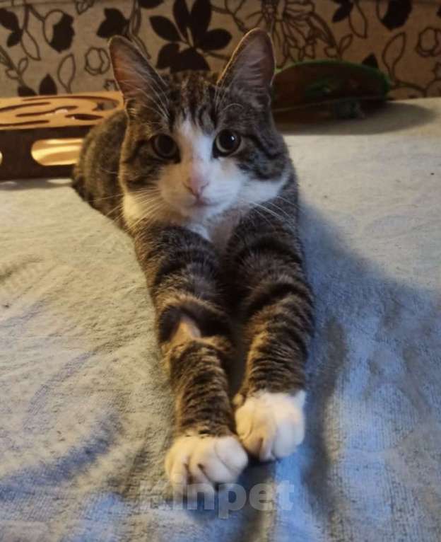 Кошки в других городах Московской области: Друг Кузя 1 год Мальчик, Бесплатно - фото 3