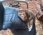 Кошки в Санкт-Петербурге: Кошка-котёнок-собака Варя с сюрпризом Девочка, 500 руб. - фото 2