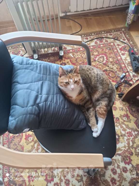 Кошки в Санкт-Петербурге: Кошка-котёнок-собака Варя с сюрпризом Девочка, 500 руб. - фото 2