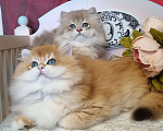Кошки в Москве: Котики ny12, ay11 золотые шиншиллы Мальчик, 100 000 руб. - фото 1