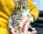 Кошки в Кувшиново: Котёнок с очаровательными глазками, Бесплатно - фото 5