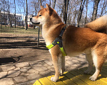 Собаки в Ростове-на-Дону: Вязка Сиба ину  Мальчик, 40 000 руб. - фото 1