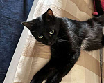 Кошки в Санкт-Петербурге: Черная красавица Клеопатра ищет любящую семью Девочка, 10 руб. - фото 2