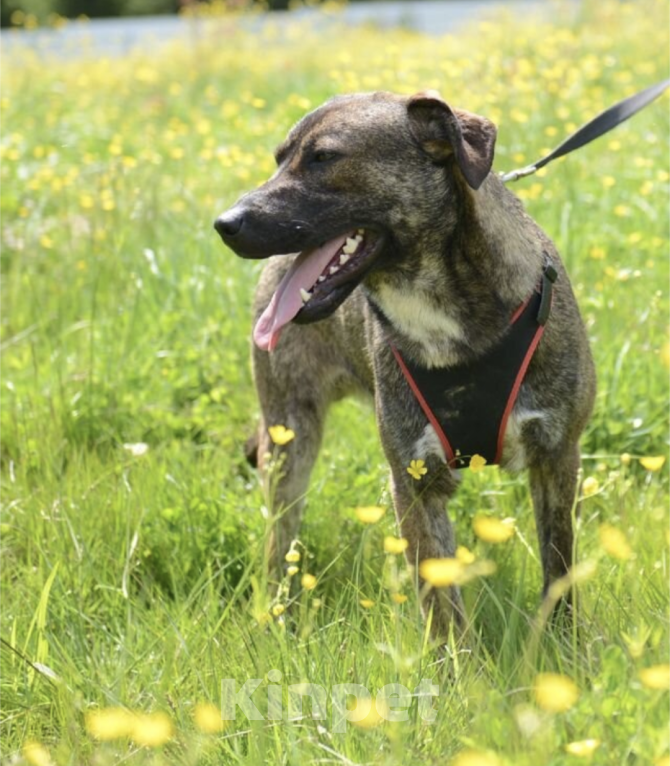 Собаки в Москве: Клуни Мальчик, Бесплатно - фото 3