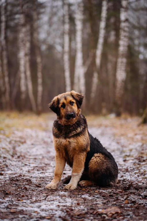 Собаки в Москве: Щенок в добрые руки Девочка, Бесплатно - фото 4