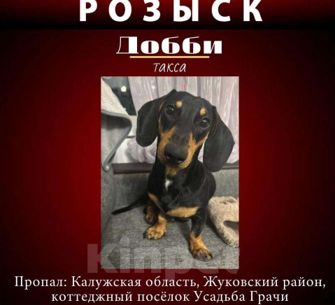 Собаки в других городах Калужской области: Пропала собака !  Мальчик, 20 000 руб. - фото 1