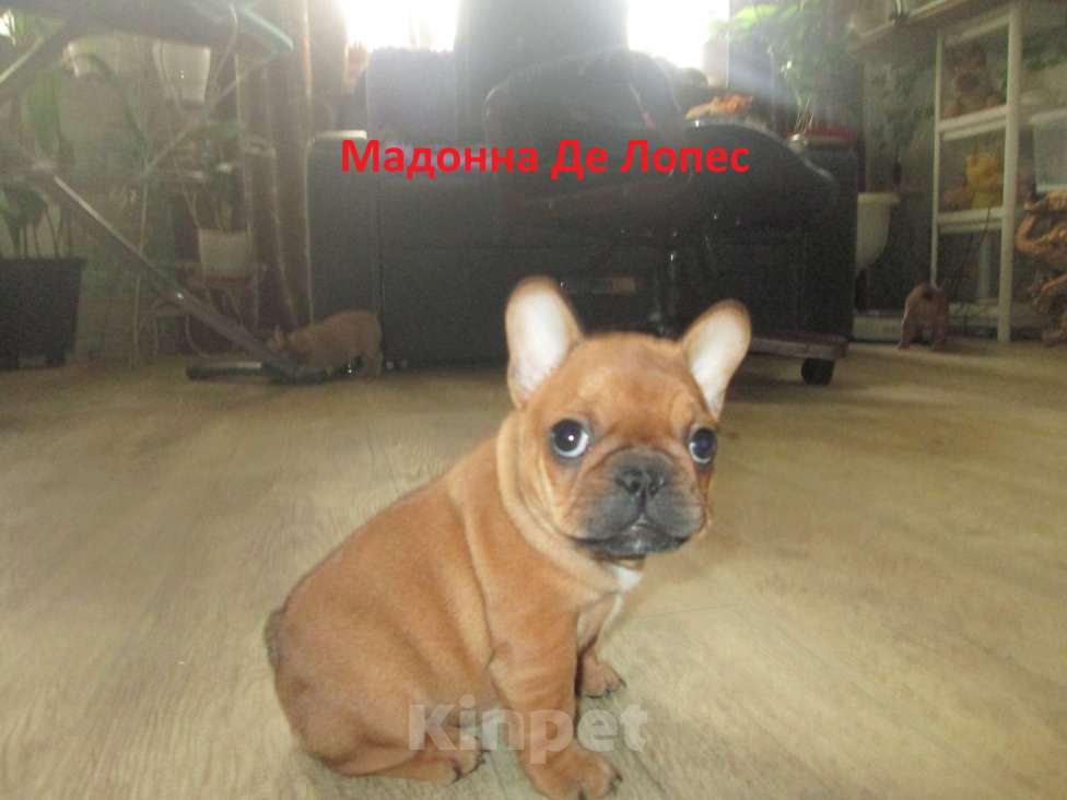 Собаки в Чехове: щенки французского бульдога. Девочка, 60 000 руб. - фото 4