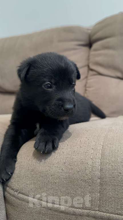 Собаки в Москве: Черныш Мальчик, Бесплатно - фото 8