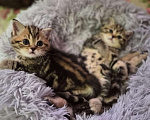 Кошки в Химках: Шотландские прямоухие котята Разнополые, 15 000 руб. - фото 6
