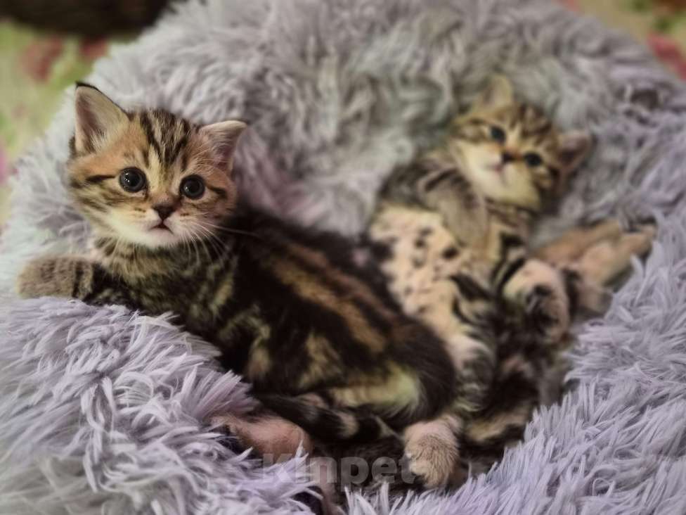 Кошки в Химках: Шотландские прямоухие котята Разнополые, 15 000 руб. - фото 6