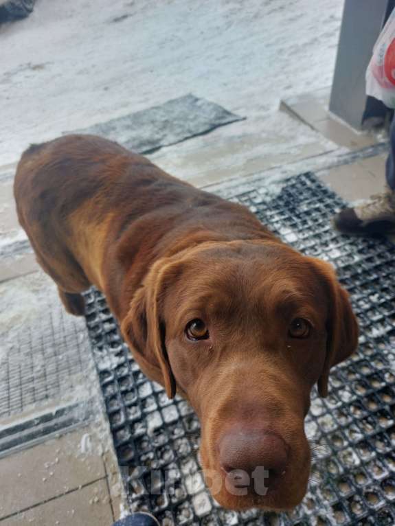 Собаки в других городах Московской области: Собака девочка Девочка, Бесплатно - фото 1