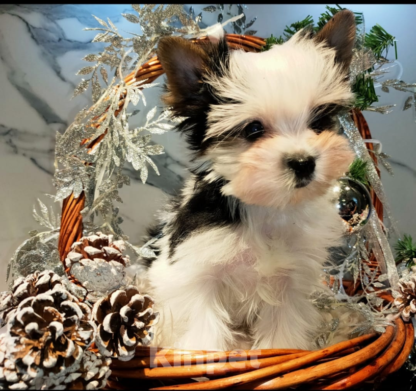 Собаки в других городах Московской области: Маленькое счастье Барби Девочка, 120 000 руб. - фото 1