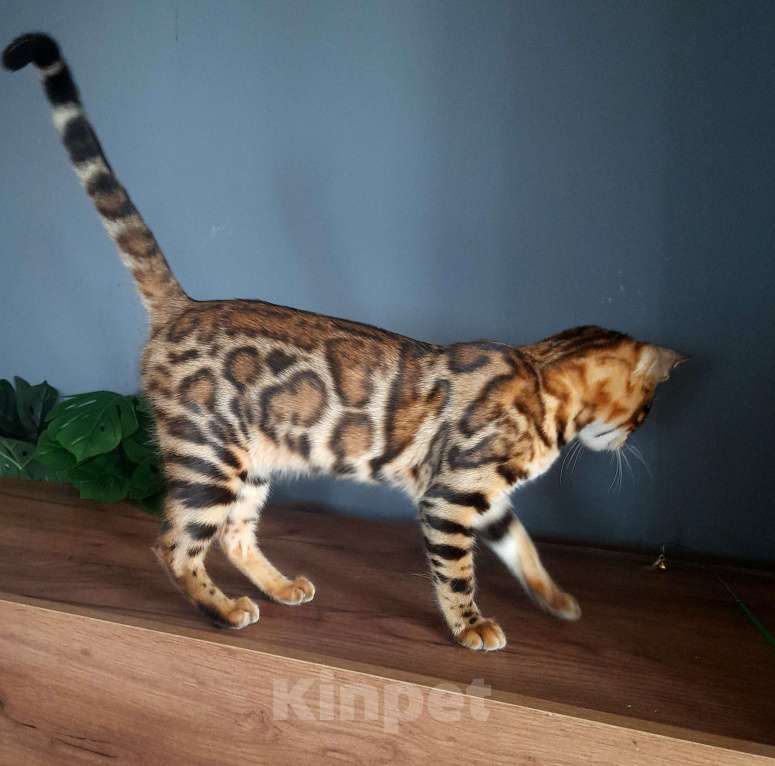 Кошки в Москве: Мальчик браун Мальчик, 40 000 руб. - фото 5