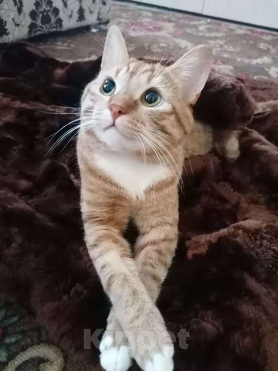 Кошки в других городах Московской области: Кот Кузя ищет дом!  Мальчик, Бесплатно - фото 2