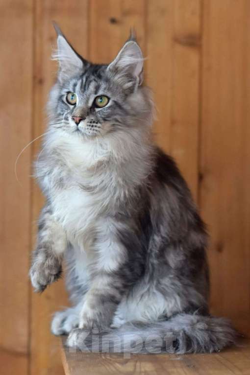 Кошки в Москве: Котенок 4 Мальчик, 1 руб. - фото 1