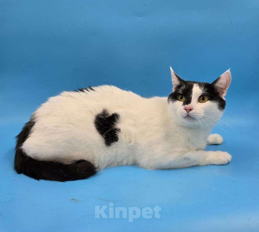 Кошки в Москве: кот Пуля ищет дом Мальчик, Бесплатно - фото 4