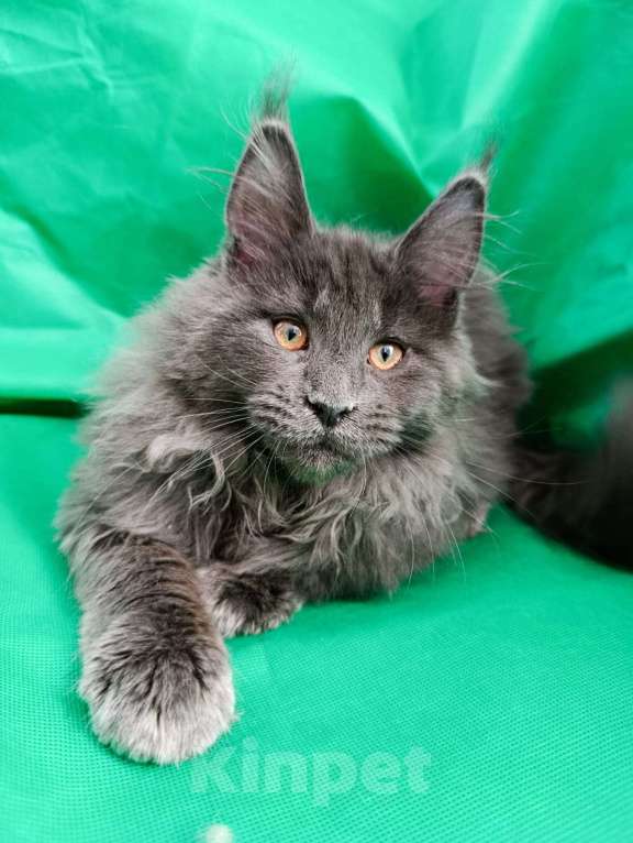 Кошки в Москве: Флинт  Мальчик, 70 000 руб. - фото 4