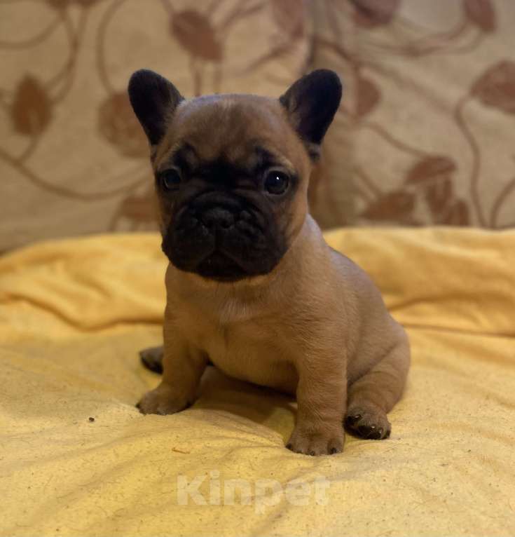 Собаки в Санкт-Петербурге: Очаровательная девочка французик Девочка, 40 000 руб. - фото 9