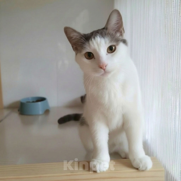Кошки в Москве: Белый котенок Костик в дар Мальчик, Бесплатно - фото 2