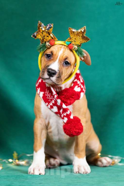 Собаки в Красногорске: Девочка 5 Девочка, 50 000 руб. - фото 5