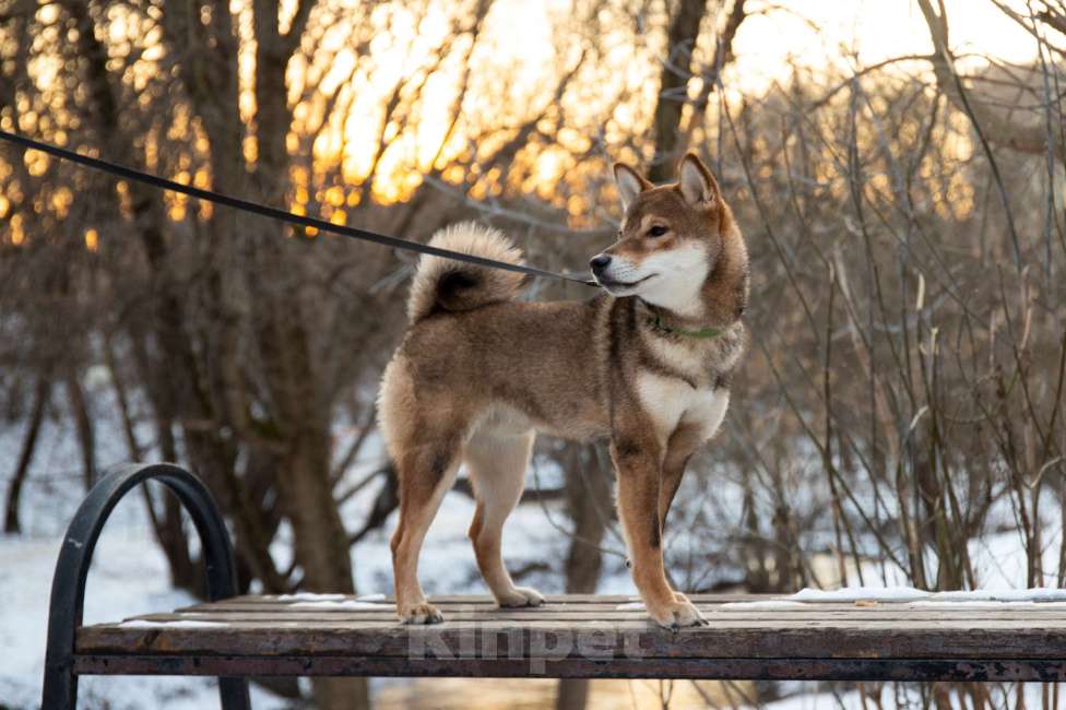 Собаки в Москве: Щенок сиба ину окраса сезам Мальчик, Бесплатно - фото 2