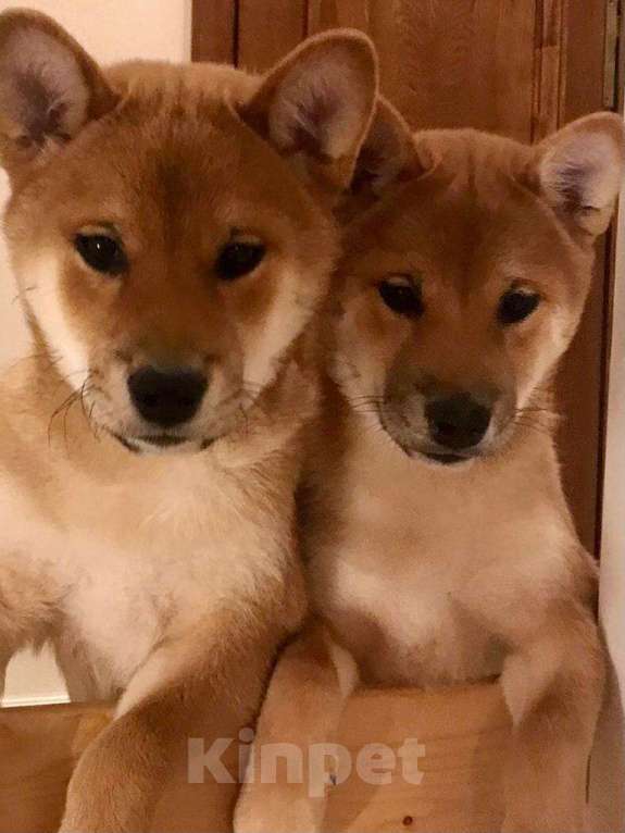 Собаки в Нижнем Новгороде: Сиба ину щенки продаются  Мальчик, 50 000 руб. - фото 2