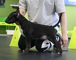 Собаки в Всеволожске: Щенок миниатюрного бультерьера Мальчик, Бесплатно - фото 6