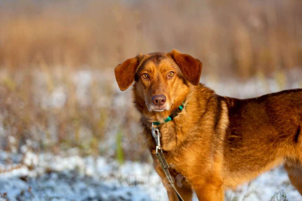 Собаки в Москве: Спешим познакомить вас с Мокко!  Мальчик, Бесплатно - фото 2