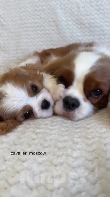 Собаки в Москве: Кавалерушки - самые обаятельные и привлекательные Мальчик, Бесплатно - фото 2