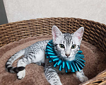 Кошки в Санкт-Петербурге: Мальчик редкой породы Египетская мау  Мальчик, Бесплатно - фото 2