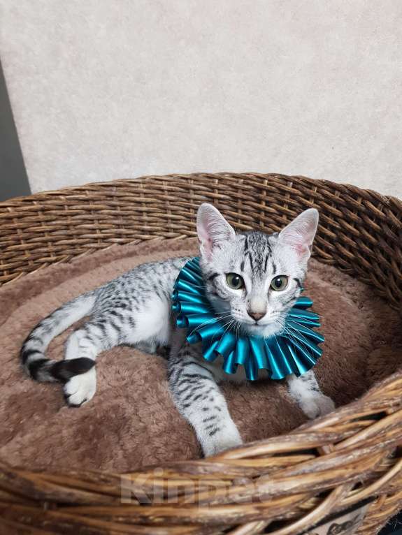 Кошки в Санкт-Петербурге: Мальчик редкой породы Египетская мау  Мальчик, Бесплатно - фото 2