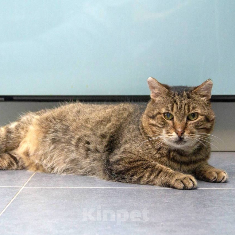 Кошки в Мытищах: Мистер Кот ищет дом! Мальчик, Бесплатно - фото 2