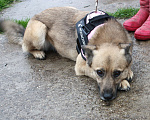 Собаки в Москве: Добрая, ласковая собака Лада всю жизнь ждет своего родного ЧЕЛОВЕКА! Девочка, Бесплатно - фото 6