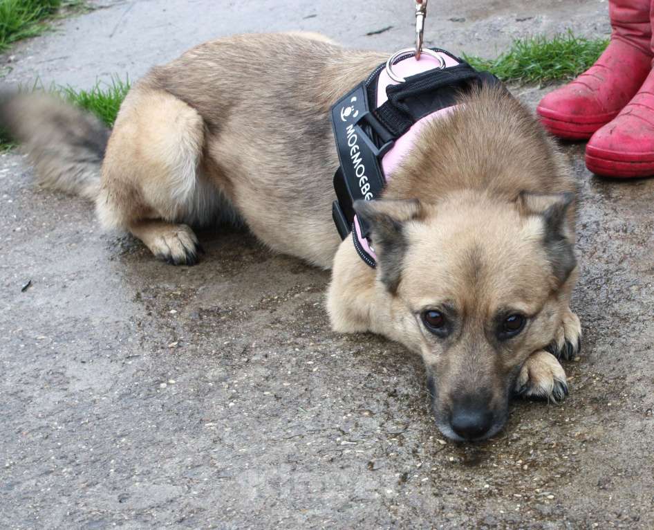 Собаки в Москве: Добрая, ласковая собака Лада всю жизнь ждет своего родного ЧЕЛОВЕКА! Девочка, Бесплатно - фото 6