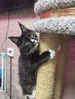 Мейн Кун мальчик