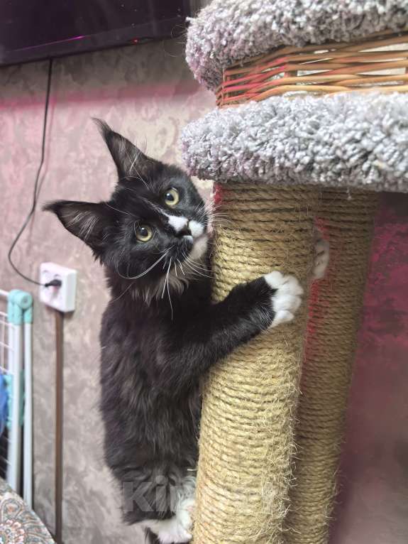 Кошки в Твери: Мейн Кун мальчик Мальчик, 45 000 руб. - фото 1