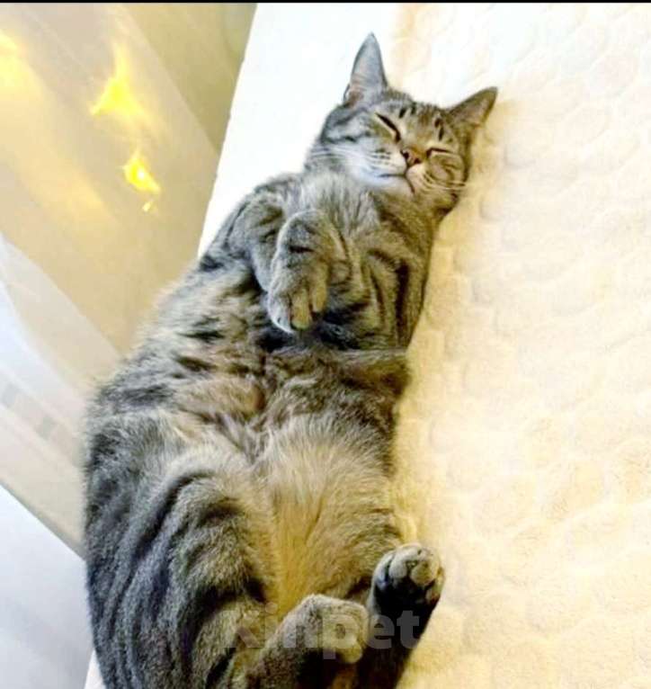 Кошки в Москве: Ласковая. Лиза, 1 годик Девочка, Бесплатно - фото 6