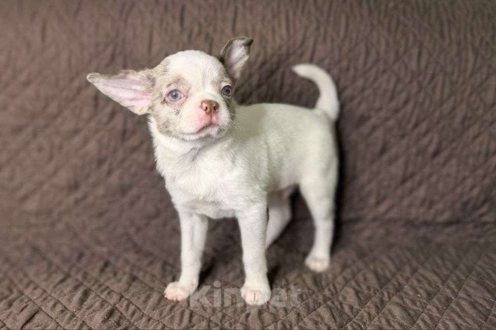 Собаки в Воронеже: Мальчик мерле белый с лиловым  Мальчик, Бесплатно - фото 2