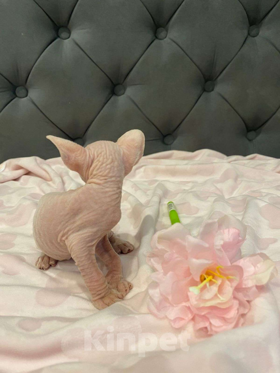 Кошки в Москве: Совершенно мистический и трогательный Мальчик, 55 000 руб. - фото 7