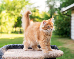 Кошки в Магадане: Котенок Мейн-Кун Мальчик, 50 000 руб. - фото 2