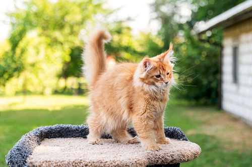 Объявление: Котенок Мейн-Кун, 50 000 руб., Магадан
