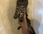 Кошки в Липецке: Котята Мейн-кун Девочка, 20 000 руб. - фото 1
