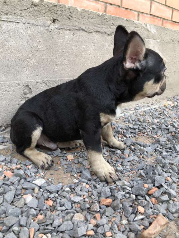 Собаки в Ростове-на-Дону: Мальчик - Какао с подпалом  Мальчик, Бесплатно - фото 5