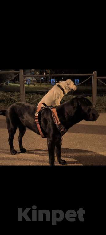 Собаки в Москве: Отдам даром девочку помесь шарпея и лабрадора Девочка, Бесплатно - фото 3