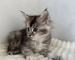 Кошки в Москве: Мейн-кун котенок девочка на серебре Девочка, 60 000 руб. - фото 6