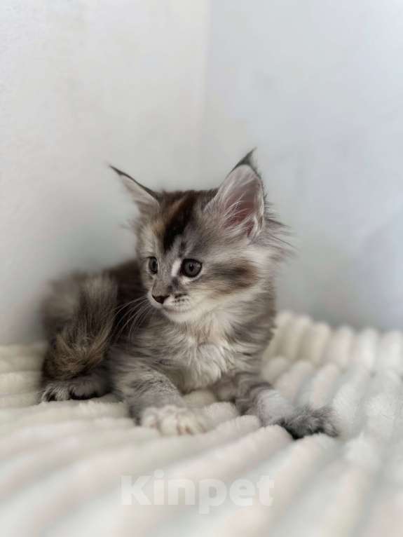 Кошки в Москве: Мейн-кун котенок девочка на серебре Девочка, 60 000 руб. - фото 6