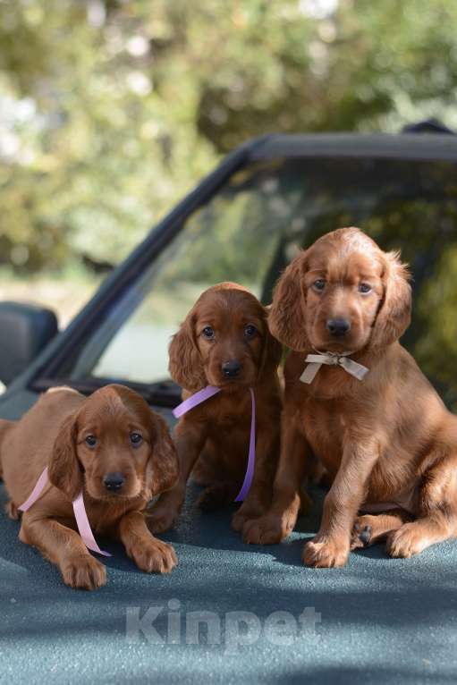 Собаки в Симферополе:  Ирландский красный сеттер Мальчик, Бесплатно - фото 7