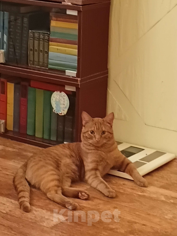 Кошки в Нижневартовске: В добрые руки Мальчик, Бесплатно - фото 1