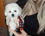 Собаки в Москве: Бишон фризе мини мальчик Мальчик, 55 000 руб. - фото 1
