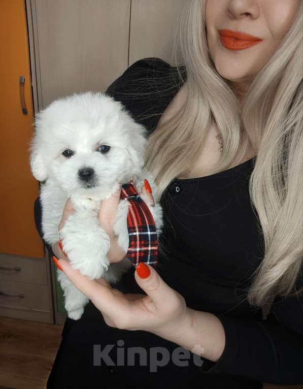 Собаки в Москве: Бишон фризе мини мальчик Мальчик, 55 000 руб. - фото 1